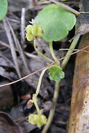 Hydrocotyle vulgaris \ Gewhnlicher Wassernabel / Marsh Pennywort, D Hassloch 14.8.2008