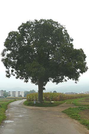 Juglans regia \ Echte Walnuss / Persian Walnut, D Leutershausen 12.9.2008
