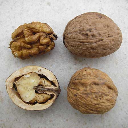 Juglans regia \ Echte Walnuss / Persian Walnut, D Mannheim 1.11.2014