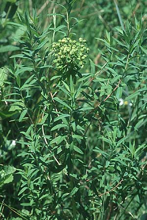 Euphorbia palustris \ Sumpf-Wolfsmilch / Marsh Spurge, D Kehl 18.6.2005