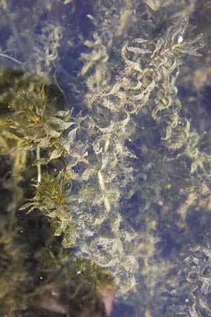 Elodea nuttallii \ Nuttalls Wasserpest / Nuttall's Waterweed, D Pfalz, Wörth 2.9.2013