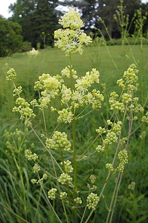 Thalictrum lucidum \ Glnzende Wiesenraute / Shining Meadow-Rue, D Weinheim an der Bergstraße, Botan. Gar.  Hermannshof 9.6.2009