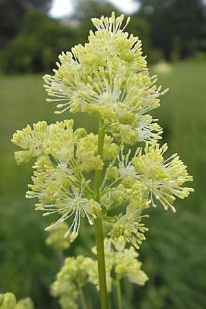Thalictrum lucidum \ Glnzende Wiesenraute / Shining Meadow-Rue, D Weinheim an der Bergstraße, Botan. Gar.  Hermannshof 9.6.2009