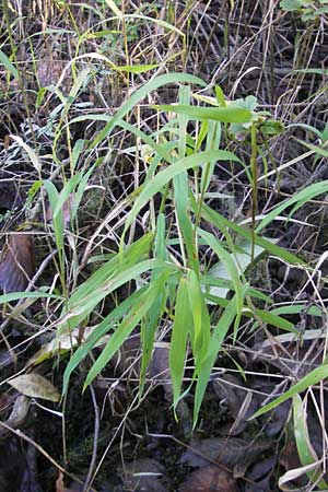 Leersia oryzoides \ Wild-Reis / Rice Cutgrass, D Karlsruhe 24.9.2011