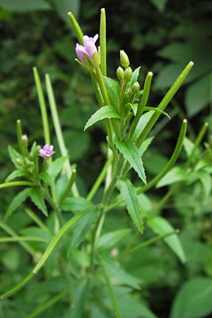 Epilobium parviflorum \ Kleinbltiges Weidenrschen / Hoary Willowherb, Small-Flowered Willowherb, D Mannheim 18.7.2012