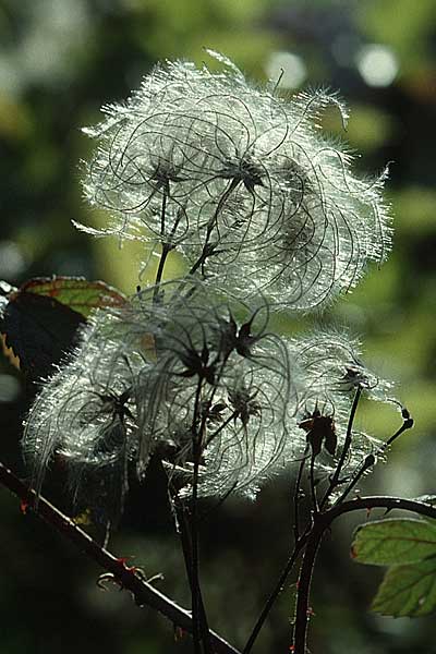 Clematis vitalba \ Gewhnliche Waldrebe / Traveller's Joy, D Weinheim an der Bergstraße 1.11.1998