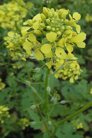 Sinapis alba \ Weier Senf / White Mustard, D Viernheim 27.6.2006
