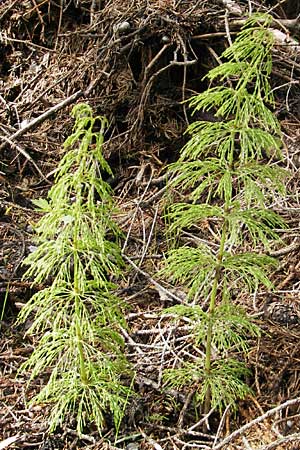 Equisetum sylvaticum \ Wald-Schachtelhalm / Wood Horsetail, D Kempten 22.5.2009