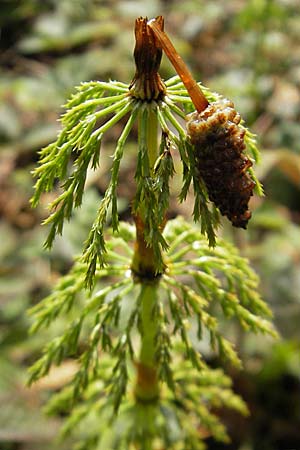 Equisetum sylvaticum \ Wald-Schachtelhalm / Wood Horsetail, D Kempten 22.5.2009