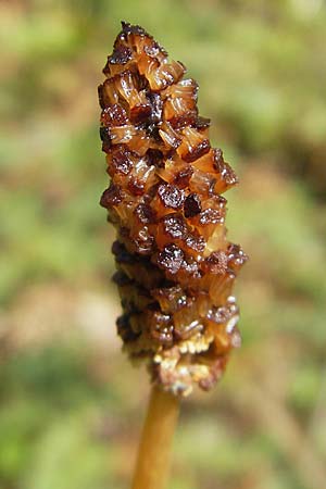 Equisetum sylvaticum \ Wald-Schachtelhalm / Wood Horsetail, D Kempten 22.5.2009