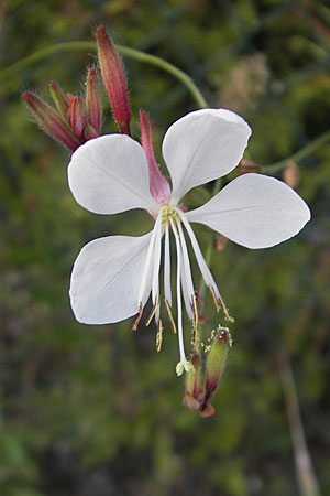 Oenothera lindheimeri \ Pr&auml;rie-Prachtkerze / Bee Blossom, Whirling Butterflies, D Weinheim an der Bergstra&szlig;e 8.9.2009