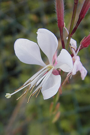 Oenothera lindheimeri \ Pr&auml;rie-Prachtkerze / Bee Blossom, Whirling Butterflies, D Weinheim an der Bergstra&szlig;e 8.9.2009