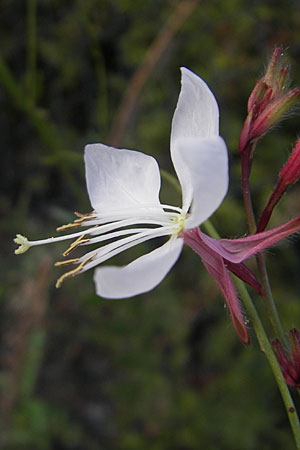 Oenothera lindheimeri \ Pr&auml;rie-Prachtkerze / Bee Blossom, Whirling Butterflies, D Weinheim an der Bergstra&szlig;e 8.9.2009