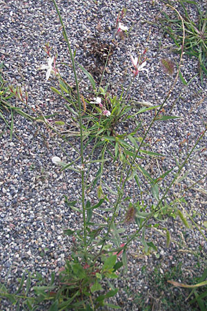 Oenothera lindheimeri \ Pr&auml;rie-Prachtkerze / Bee Blossom, Whirling Butterflies, D Weinheim an der Bergstra&szlig;e 8.9.2009