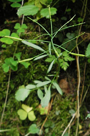 Cardamine pratensis var. nemorosa \ Wald-Wiesenschaumkraut / Wood Cuckooflower, D Wutach - Schlucht / Gorge 12.6.2011