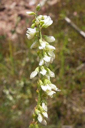 Melilotus albus \ Weier Steinklee, Weier Honigklee / White Melilot, D Philippsthal-Heimboldshausen 27.7.2013