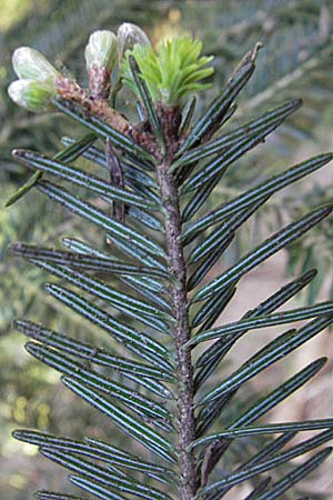 Abies alba \ Wei-Tanne / Common Silver Fir, D Odenwald, Oberabtsteinach 16.4.2007