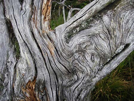 Picea abies \ Fichte, Rottanne / Norway Spruce, D Schwarzwald/Black-Forest, Schliffkopf 11.9.2014