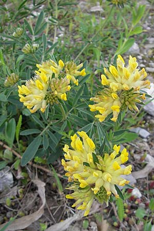 Anthyllis vulneraria subsp. polyphylla \ Steppen-Wundklee, Ungarischer Wundklee / Many-Leaved Kidney Vetch, D Gerolzhofen-Sulzheim 25.4.2009