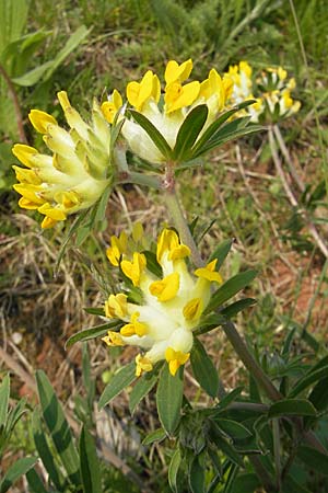 Anthyllis vulneraria subsp. polyphylla \ Steppen-Wundklee, Ungarischer Wundklee / Many-Leaved Kidney Vetch, D Germersheim 1.5.2009