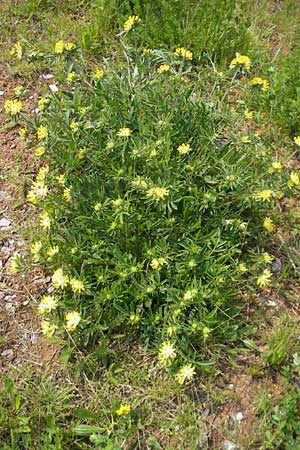 Anthyllis vulneraria subsp. polyphylla \ Steppen-Wundklee, Ungarischer Wundklee / Many-Leaved Kidney Vetch, D Germersheim 1.5.2009