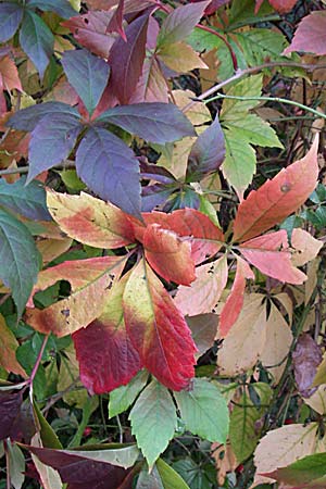Parthenocissus inserta, Wilder Wein
