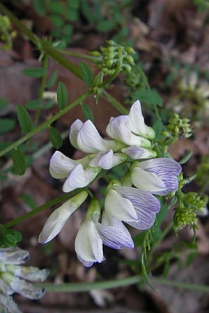 Vicia sylvatica \ Wald-Wicke / Wood Vetch, D Bodman 17.6.2011