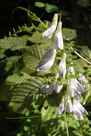 Vicia sylvatica \ Wald-Wicke / Wood Vetch, D Franken/Franconia Happurg 6.8.2011