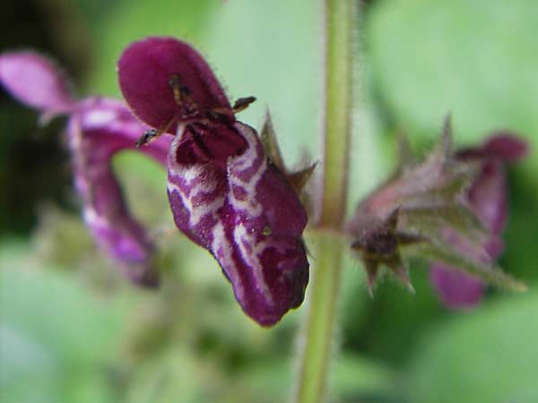 Stachys sylvatica \ Wald-Ziest / Hedge Woundwort, D Bruchsal 21.6.2009