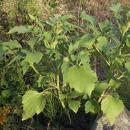 Xanthium albinum \ Ufer-Spitzklette, D Mannheim,  Friesenheimer Insel 31.7.2006