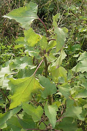 Xanthium albinum \ Ufer-Spitzklette, D Viernheim 1.11.2008