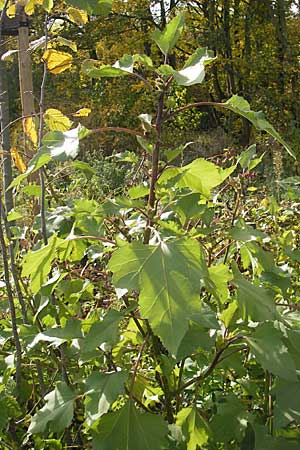 Xanthium albinum \ Ufer-Spitzklette, D Viernheim 1.11.2008