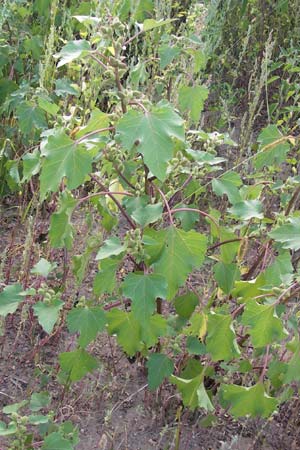 Xanthium albinum \ Ufer-Spitzklette, D Reilingen 23.8.2012