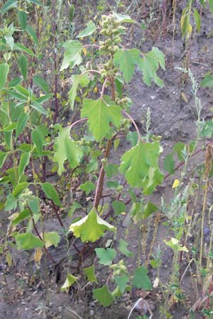 Xanthium albinum \ Ufer-Spitzklette, D Reilingen 23.8.2012