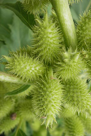 Xanthium albinum \ Ufer-Spitzklette, D Mannheim, Neckar-Ufer 15.9.2013