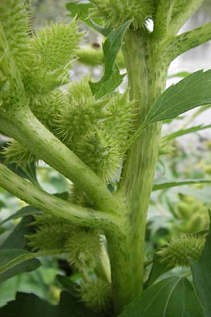 Xanthium albinum \ Ufer-Spitzklette, D Mannheim, Neckar-Ufer 15.9.2013
