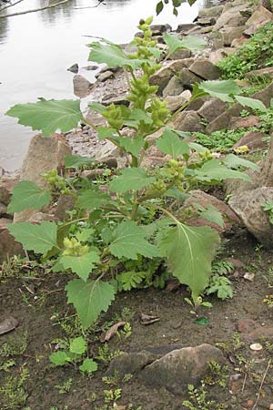 Xanthium albinum \ Ufer-Spitzklette, D Mannheim, Neckar-Ufer 15.9.2013