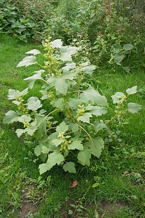 Xanthium albinum \ Ufer-Spitzklette, D Mannheim, Neckar-Ufer 15.9.2013