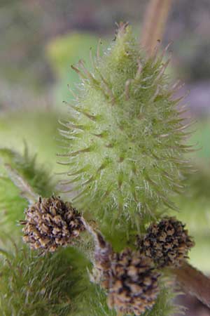 Xanthium strumarium \ Gewhnliche Spitzklette / Rough Cocklebur, Common Cocklebur, D Mannheim-Waldhof 30.8.2012