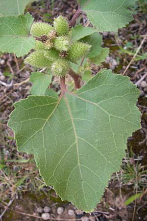 Xanthium strumarium \ Gewhnliche Spitzklette / Rough Cocklebur, Common Cocklebur, D Mannheim-Waldhof 30.8.2012