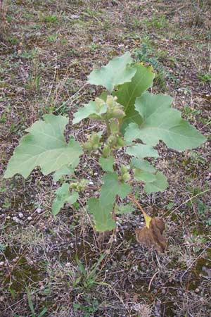 Xanthium strumarium \ Gewhnliche Spitzklette / Rough Cocklebur, Common Cocklebur, D Mannheim-Waldhof 30.8.2012