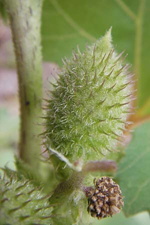 Xanthium strumarium \ Gewhnliche Spitzklette / Rough Cocklebur, Common Cocklebur, D Mannheim-Waldhof 30.8.2012