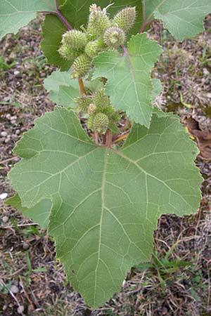 Xanthium strumarium \ Gewhnliche Spitzklette / Rough Cocklebur, Common Cocklebur, D Mannheim-Waldhof 30.8.2012