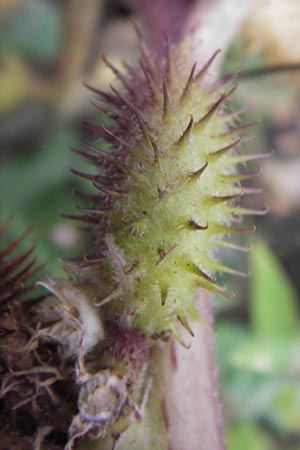 Xanthium strumarium \ Gewhnliche Spitzklette / Rough Cocklebur, Common Cocklebur, D Mannheim-Waldhof 30.8.2012