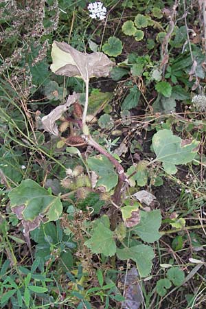Xanthium strumarium \ Gewhnliche Spitzklette / Rough Cocklebur, Common Cocklebur, D Mannheim-Waldhof 30.8.2012