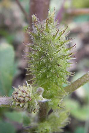 Xanthium strumarium \ Gewhnliche Spitzklette / Rough Cocklebur, Common Cocklebur, D Mannheim-Waldhof 30.8.2012