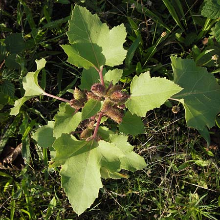 Xanthium strumarium \ Gewhnliche Spitzklette / Rough Cocklebur, Common Cocklebur, D Mannheim-Waldhof 17.9.2013