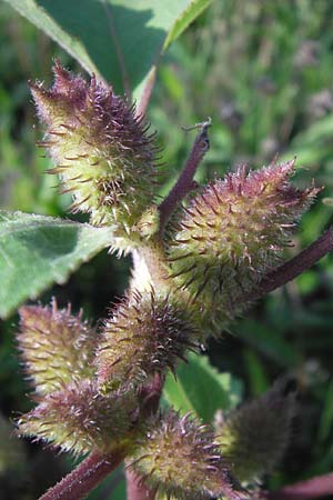 Xanthium strumarium \ Gewhnliche Spitzklette / Rough Cocklebur, Common Cocklebur, D Mannheim-Waldhof 17.9.2013