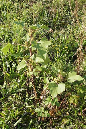 Xanthium strumarium \ Gewhnliche Spitzklette / Rough Cocklebur, Common Cocklebur, D Mannheim-Waldhof 17.9.2013