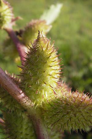 Xanthium strumarium \ Gewhnliche Spitzklette / Rough Cocklebur, Common Cocklebur, D Mannheim-Waldhof 17.9.2013